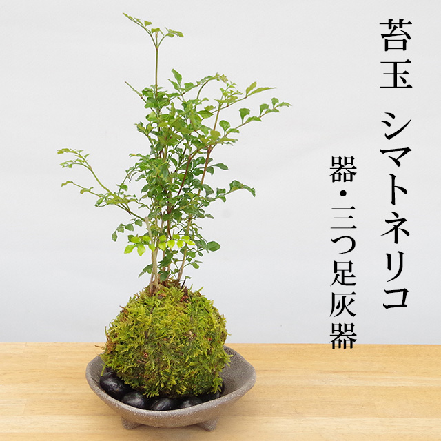 1023円 (税込) 苔玉 盆栽 送料無料 幸せをよぶ樹