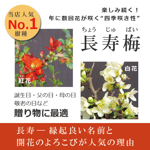 楽天市場 現在花なし 盆栽 長寿梅 白花 白長寿梅 しろちょうじゅばい の盆栽 白長寿梅の盆栽 万古焼白鉢 長寿梅 花咲く盆栽 縁起良い ギフト初心者 初めての盆栽 父の日 母の日 誕生日 新入学 新築祝い 育てやすい 四季咲き 縁起物 還暦祝い 結婚祝い みどり屋 和