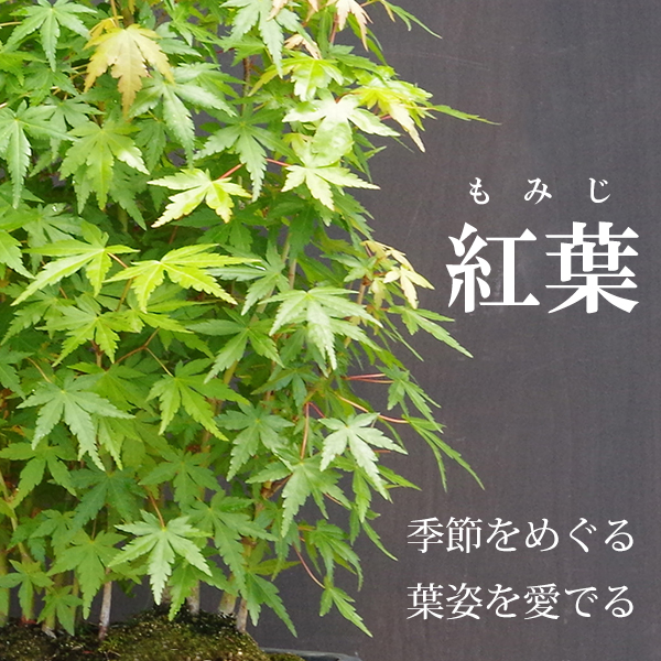 楽天市場 盆栽 清姫モミジ 紅葉の盆栽 Bonsai 送料無料 みどり屋 和草 楽天市場店