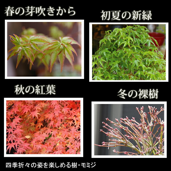 盆栽 出猩々モミジ 紅葉の盆栽 Bonsai 送料無料 Aplusfinance Blog Com 盆栽 出猩々モミジ 紅葉の盆栽 Bonsai 送料無料 Aplusfinance Blog Com