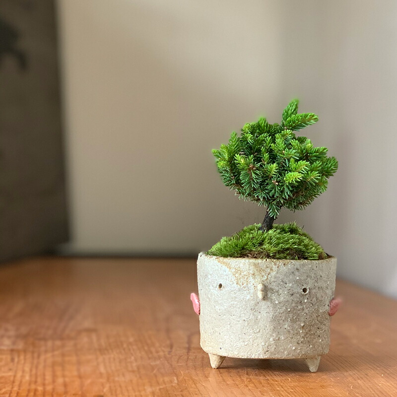 盆栽 蝦夷松 エゾマツ ミニ盆栽 てのひら盆栽 スケッチ盆栽 常濃緑 永遠年次長 縁起事柄 一年ミドル緑 てて親の日曜 敬老の日 還暦祝典 長寿 真山ガランス エゾ松 Daemlu Cl