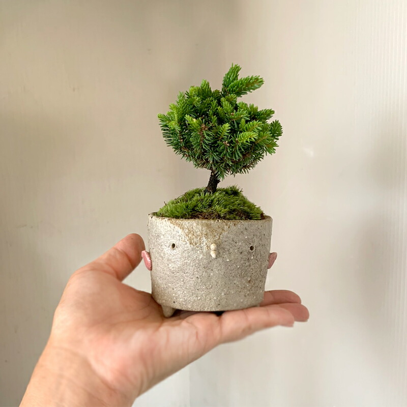 盆栽 蝦夷松 エゾマツ ミニ盆栽 てのひら盆栽 スケッチ盆栽 常濃緑 永遠年次長 縁起事柄 一年ミドル緑 てて親の日曜 敬老の日 還暦祝典 長寿 真山ガランス エゾ松 Daemlu Cl