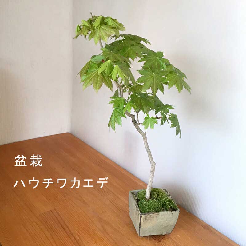 盆栽 五葉松 ゴヨウマツ てのひら盆栽 真山茜 縁起物 ボンサイ 不老長寿 長寿 松 還暦祝 小品盆栽 一年中緑 マツ まつ ミニ盆栽 ぼんさい 敬老の日 父の日 常緑 炭化焼き締め鉢