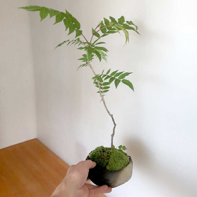 楽天市場 盆栽 ナナカマド 作家 真山茜 炭化焼締鉢 Bonsai 育て方のしおり付 お手入れ相談 電話 メールサポート ギフト 父の日 母の日 誕生日 入学祝 ラッピング無料 肥料 モダン盆栽 みどり屋 和草 楽天市場店