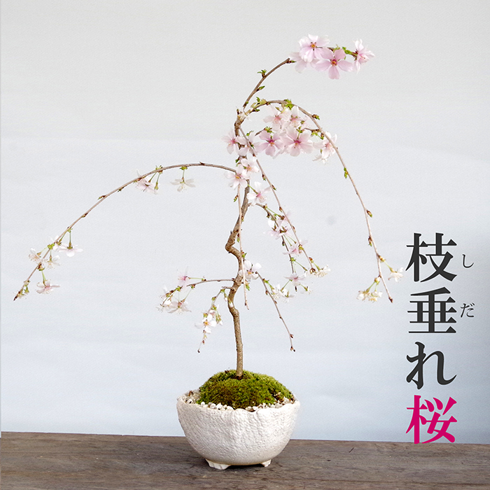 折鶴盆栽 ミニ桜、７ 桜の花４種+bonfanti.com.br