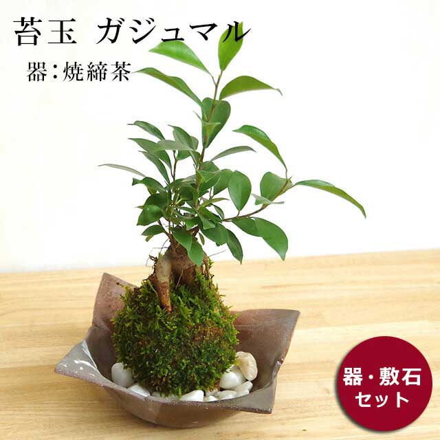 苔玉 ガジュマル 前徴天晴れ 福徳の天然木 特殊 好評 沖縄 ガジュマルの苔玉 焼き完茶器セッティング Barlo Com Br