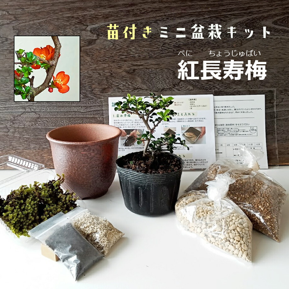 楽天市場】苔玉 ミニアイビー（ヘデラ）の苔玉・器セット 手のひらサイズでも本格的 一年中葉を楽しめる おためしこけだま かわいい おしゃれ 苔 こけ  コケ コケダマ こけ玉 観葉植物 : みどり屋 和草 楽天市場店