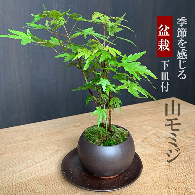 中品盆栽 盆栽 鉢ごと発送 もみじ実生 一鉢 BONSAI 送料無料 楽天市場】山モミジ 寄植 大型盆栽（鉢:真山作） いよじ園
