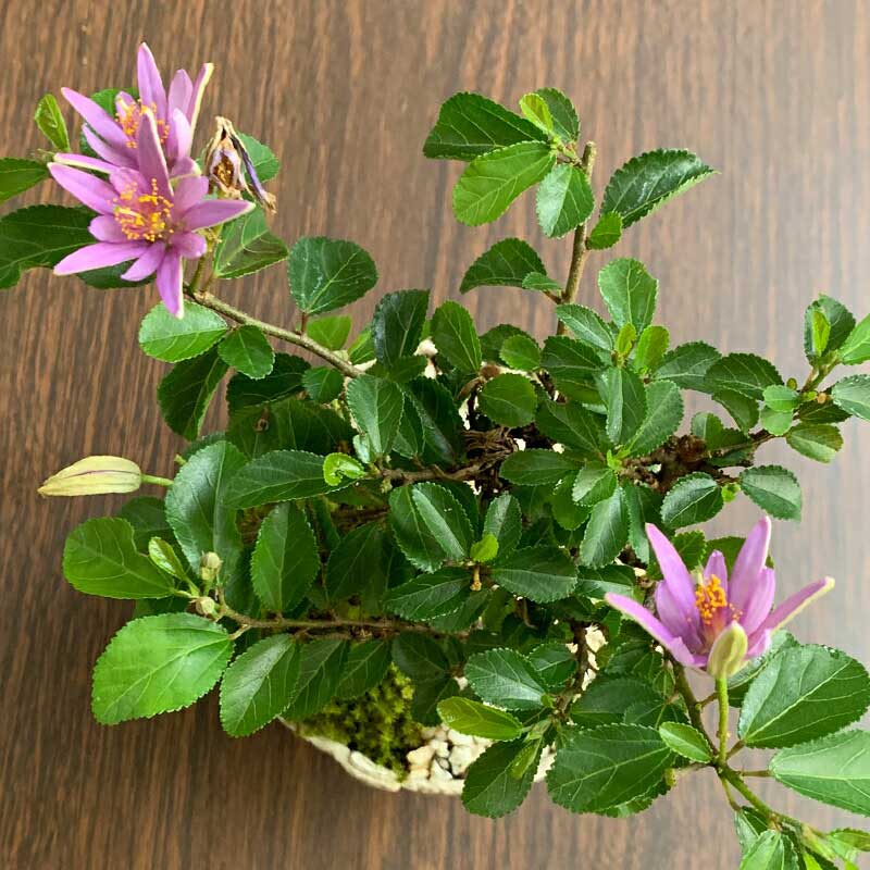 楽天市場 現在花なし 盆栽 スイレンボク 睡蓮木の盆栽 万古白鉢 睡蓮 万古焼 四日市 Bonsai 誕生日 還暦祝い 父の日 母の日 みどり屋 和草 楽天市場店