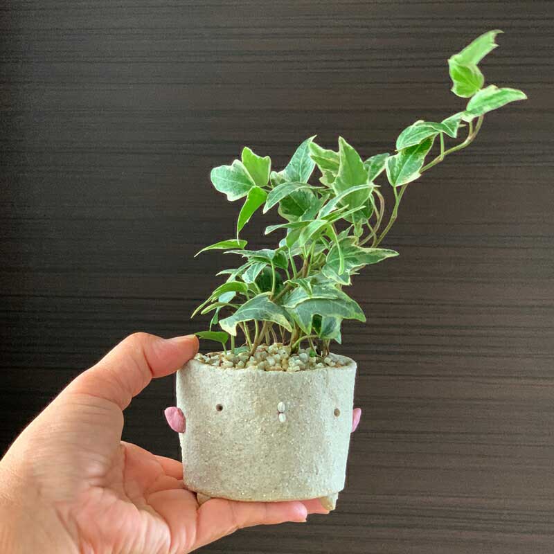 楽天市場 盆栽 観葉盆栽 Bonsai ミニ盆栽 てのひら盆栽 アイビー ヘデラ小品盆栽 常緑 一年中緑 父の日 敬老の日 還暦祝 長寿 真山茜 みどり屋 和草 楽天市場店