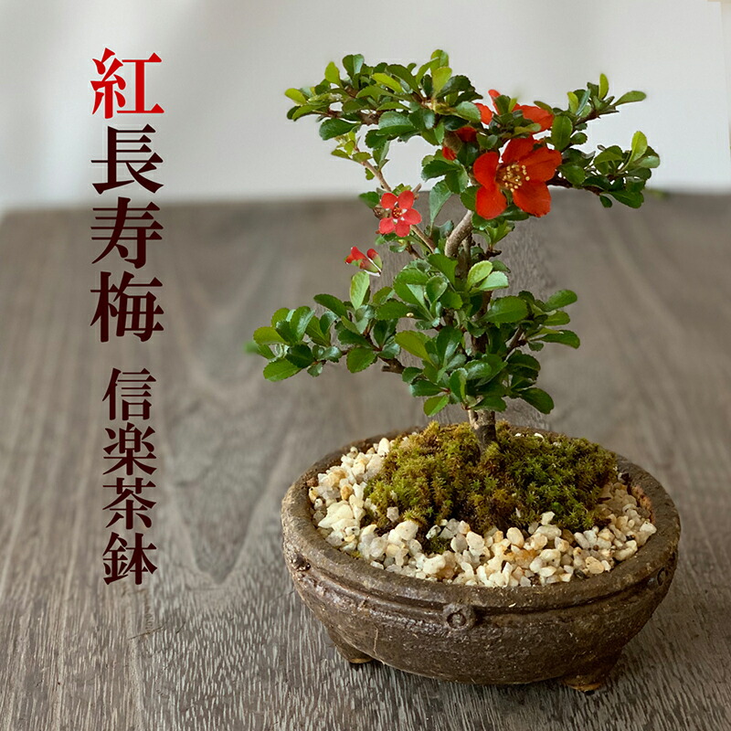 長寿梅 石附 赤花1号性 小品盆栽 長寿梅 根上り（赤花） 小品盆栽 雑木