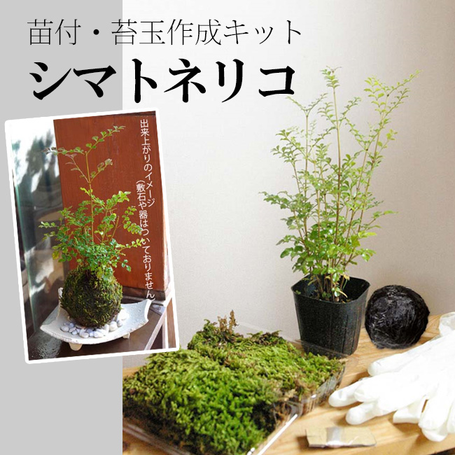 苔玉作成キット 植物苗がついている 苔玉キット 苗付 シマトネリコ 手作り 初心者 こけだまの材料 かんたん作成キット 苗 苔 苔玉用に配合した土 糸 作り方のしおり 樹種別育て方のしおりセット Giosenglish Com