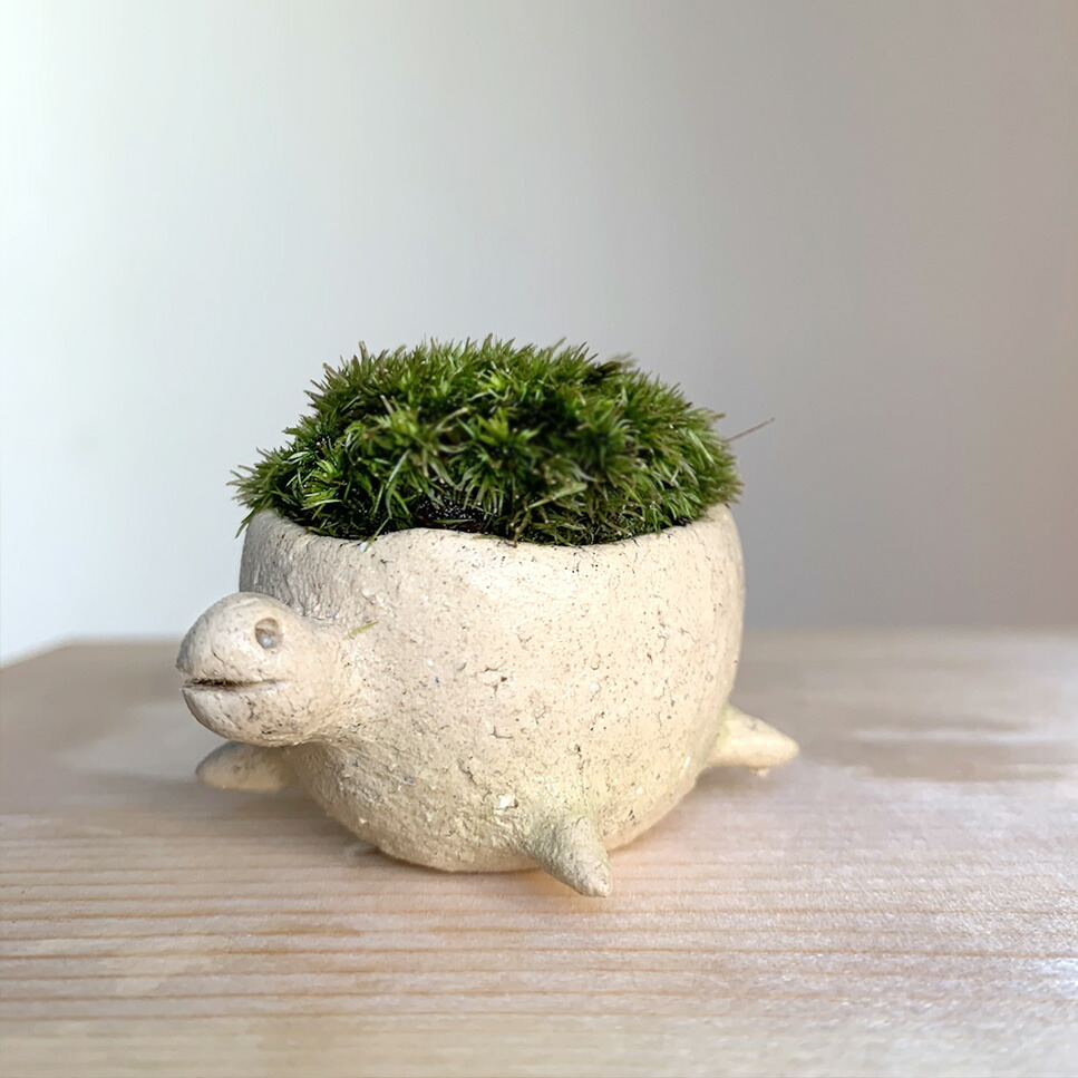 楽天市場 苔玉 吊り苔玉 みどり屋 和草 楽天市場店