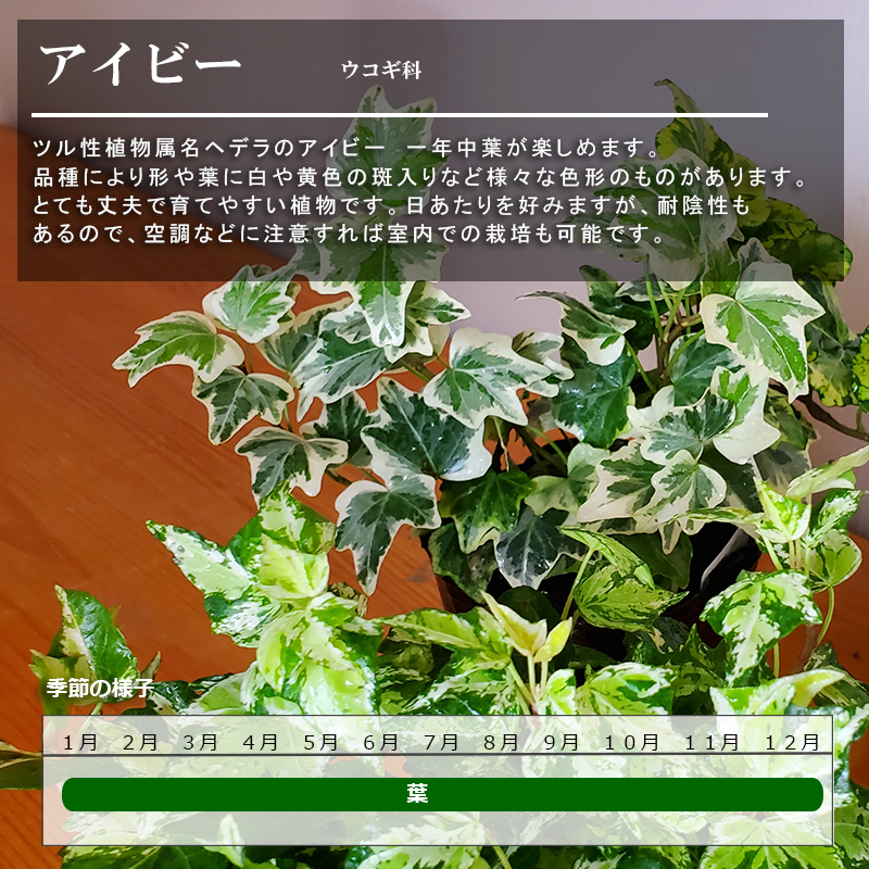 楽天市場 盆栽 観葉盆栽 Bonsai ミニ盆栽 てのひら盆栽 アイビー ヘデラ小品盆栽 常緑 一年中緑 父の日 敬老の日 還暦祝 長寿 真山茜 みどり屋 和草 楽天市場店