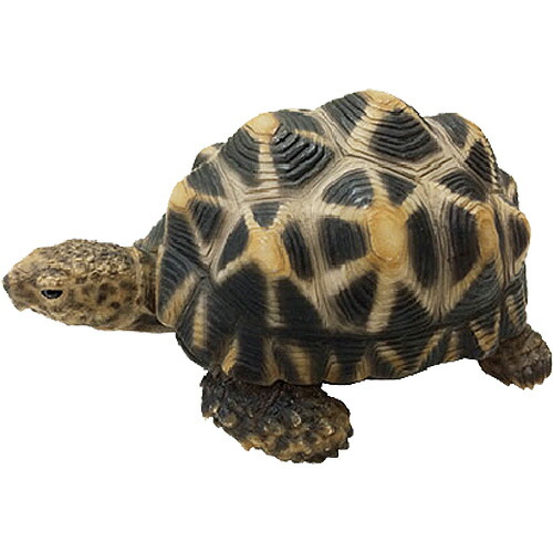 楽天市場 ペット バンク スター トータス インテリア 雑貨 飾り 置物 置き物 オブジェ 貯金箱 動物 おしゃれ おもしろ かわいい カメ 木のおもちゃ ギフト ニコリ 楽天市場 ペット バンク スター トータス インテリア 雑貨 飾り 置物 置き物 オブジェ 貯金箱 動物 おしゃれ おもしろ かわいい カメ 木のおもちゃ ギフト ニコリ