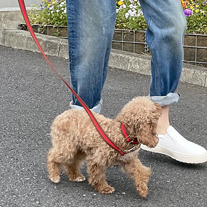 ドッグカラー ストライプ 20?mm HOSU 犬の首輪 国製 高品質 小型～中型犬用 おしゃれ ゴールド金具ホス 7,762円