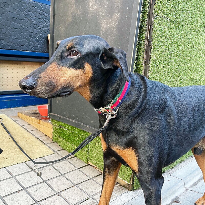 ドッグカラー ストライプ 30?mm HOSU 犬の首輪 国産 高品質 中型～大型犬用 おしゃれ ゴールド金具 ホス