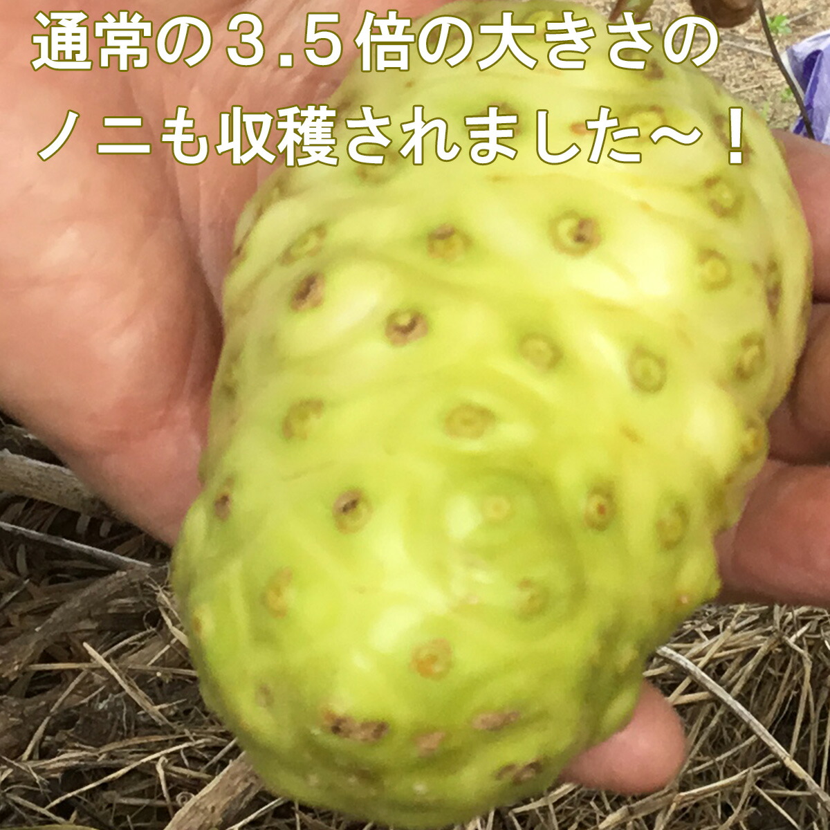 でおすすめアイテム 有機栽培ノニジュース 1年熟成 糖度5 9オーガニック 沖縄県中城村産 7ml 6本 Fucoa Cl