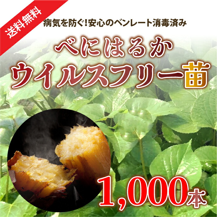 楽天市場】【1,000本】べにはるか苗 ウィルスフリー苗 芋苗 芋