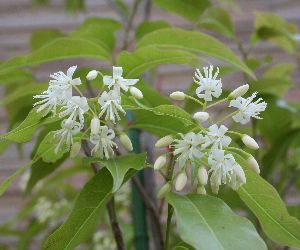 特価☆特大 エゴノキ株立3.6M(鉢底から) 【楽天市場】常緑エゴノキ