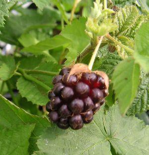 楽天市場】大株 チョコレートの木（カカオの木）《熱帯果樹苗