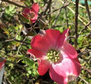 楽天市場】ハナミズキ 『 アップルブロッサム 』 13.5cmポット 苗木