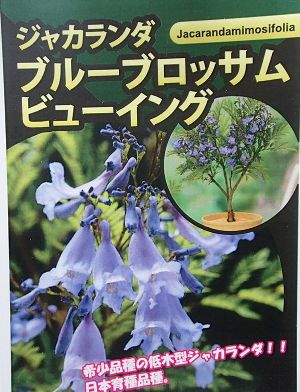 楽天市場】矮性ジャカランダ 【日南ブルー】 6号鉢植え 接ぎ木