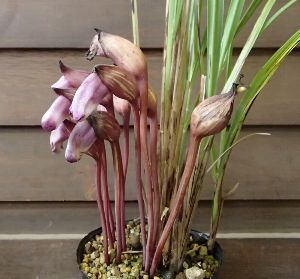 楽天市場】イヌビワ《果樹苗》苗 苗木 庭木 ポット植え : 日本花卉