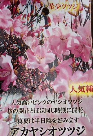 アカヤシオツツジ【品番3425】 アカヤシオツツジ【品番3425】 蕾なし 】 アカヤシオ （アカギツツジ