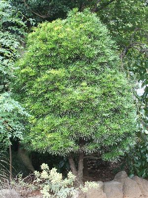 楽天市場】【現品発送】コウヤマキ 高野槇(高野槙) 特大苗 苗木 12号