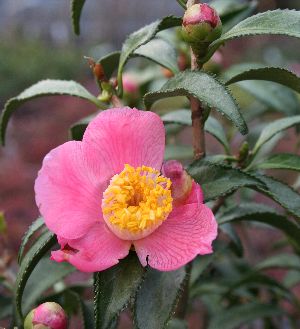 【椿苗木】大株　現品　ヤスリ葉椿（銀葉）　苗　苗木（中国原種系椿） 【花木庭木・椿・ツバキ・つばき】