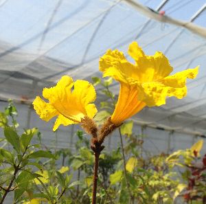 イペーの木　苗木　黄花 楽天市場】黄花 イペイの木 5寸鉢植え イペーの木 苗 苗木