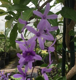 楽天市場】【マラソン期間限定☆全商品エントリーで、＋P10倍