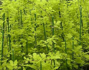 楽天市場】イギリスナラ アルゲンテオマルギナータ 苗 苗木 6寸鉢植え