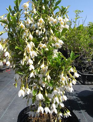 一才エゴノキ　苗　苗木　エゴの木（イッサイエゴノキ）　ドワーフエゴノキ　６寸鉢植え