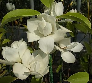 深山含笑　白嶺　（ミヤマガンショウ　ハクレイ） 6寸鉢植え