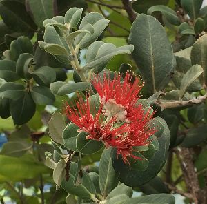 オヒアレフア 4寸鉢植え （赤花）オヒアの木 苗 若木 ドワーフオヒアレフア 矮性オヒアレフア