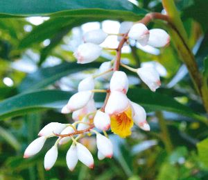 楽天市場】ネコヤナギ ピンクネコヤナギ 5号鉢植え ねこやなぎ