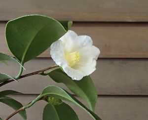 【楽天市場】5寸鉢植え 白侘助(白佗助)椿 苗木【花木庭木・椿・ツバキ・つばき】:日本花卉ガーデンセンター annex