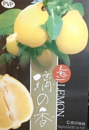 新品種 璃の香 レモン 2年生 苗木 登録品種 □優良2年生大苗□ レモン 苗木 【YD（矮性台木） 璃の香 （り