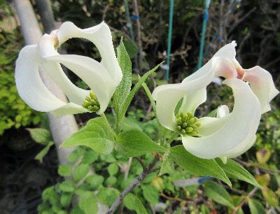 楽天市場 フェアリークラウン ハナミズキ 花水木 １ポット 花木庭木 花水木 ハナミズキ はなみずき 日本花卉ガーデンセンター Annex