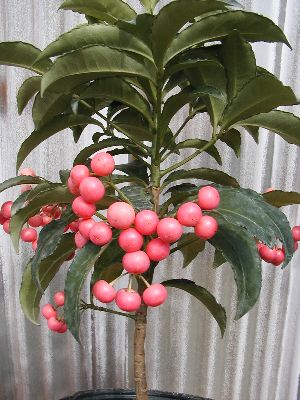 万両一群れ　高さ50～1m70cm内外 楽天市場】万両 【斑入り】 6号ポット苗 実生 : 苗木部 by 花