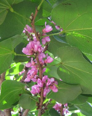 アメリカハナズオウ 　枝垂れ　トラベラー 紅葉 アメリカハナズオウ 枝垂れ トラベラー 紅葉