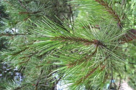 もの葉っぱマツ科 イチヨウマツ 一葉赤松 6瑣少鉢植え Crawfostyres Com Au