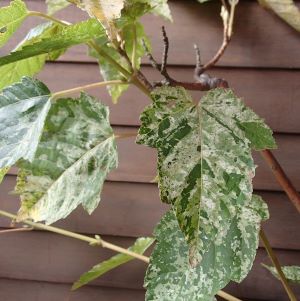 斑入屋久島オナガカエデ　楓　脇坂錦　6寸鉢植え　苗　苗木