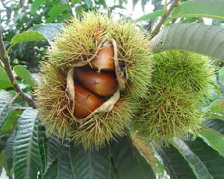 楽天市場】栗 苗木 苗 大実天津甘栗（中国栗大実系）《果樹苗