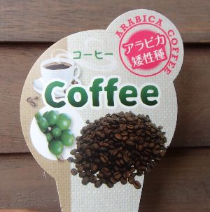 楽天市場】大株 チョコレートの木（カカオの木）《熱帯果樹苗