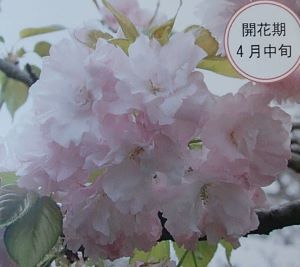 桜　苗木　手毬桜 桜 苗木 テマリザクラ てまりざくら　　苗木　苗　 【庭木 花木 桜 サクラ さくら】