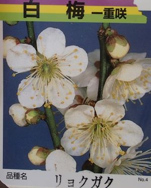 梅 緑萼枝垂 | Prunus mume 'Ryokugakushidare' | かぎけん花図鑑