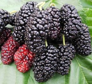 楽天市場】大株 チョコレートの木（カカオの木）《熱帯果樹苗》樹高40